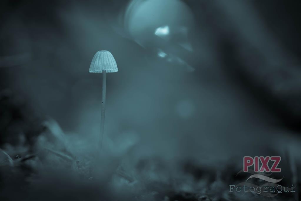 The mushroom lullaby